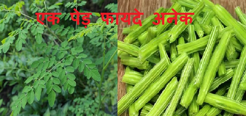 HEALTH TIPS: एक पेड़ फायदे अनेक! हार्ट, लिवर समेत इन बीमारियों का करता है खात्मा