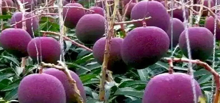 भारत के इस राज्य में होती है दुनिया के सबसे महंगे आम की खेती! कीमत जानकर हो जाएंगे हैरान