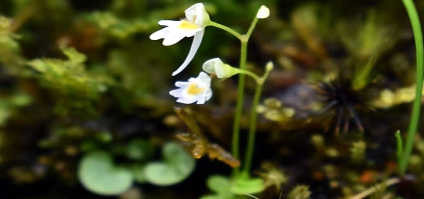 उत्तराखंड में मिला दुर्लभ मांसाहारी पौधा,  इन जीवों  का करता है शिकार