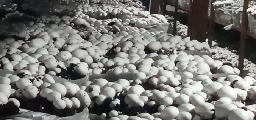 HEALTH TIPS: अपने खाने में हर दिन शामिल करें यह सब्जी, ब्लड शुगर रहेगा हमेशा कंट्रोल!