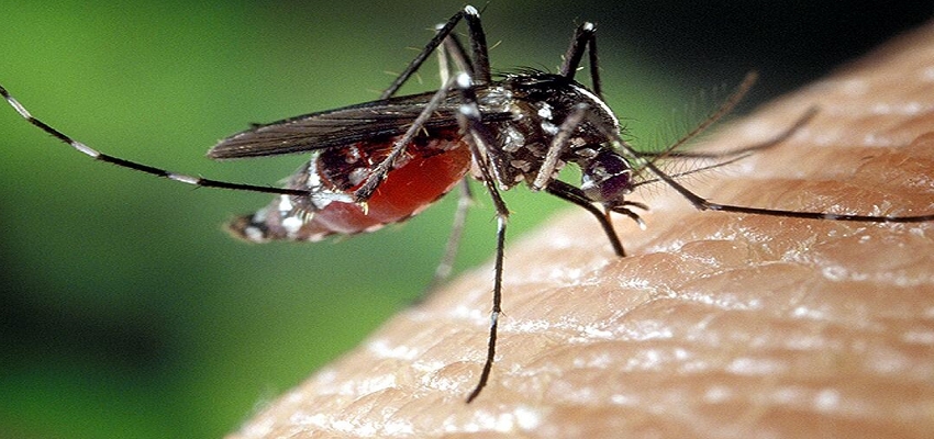 Delhi: डेंगू-मलेरिया को लेकर MCD सख्त, मच्छर ब्रीडिंग पाए जाने पर लगेगा लाखों रुपए का जुर्माना