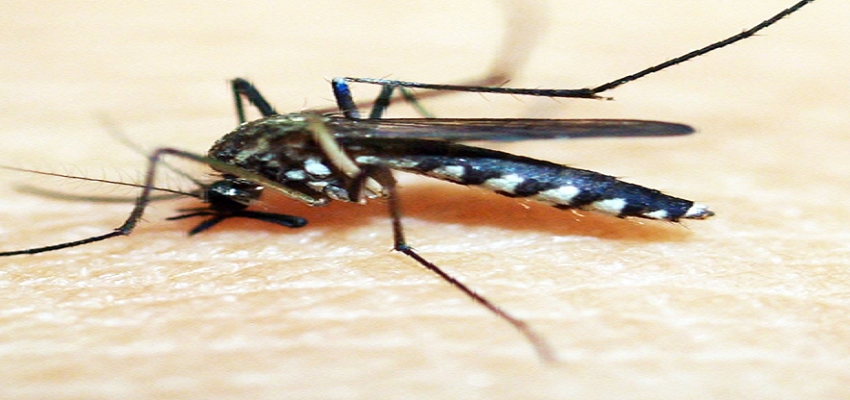 मच्छर ही करेंगे मच्छरों का सफाया, वैज्ञानिकों ने ढूंढा नायाब तरीका