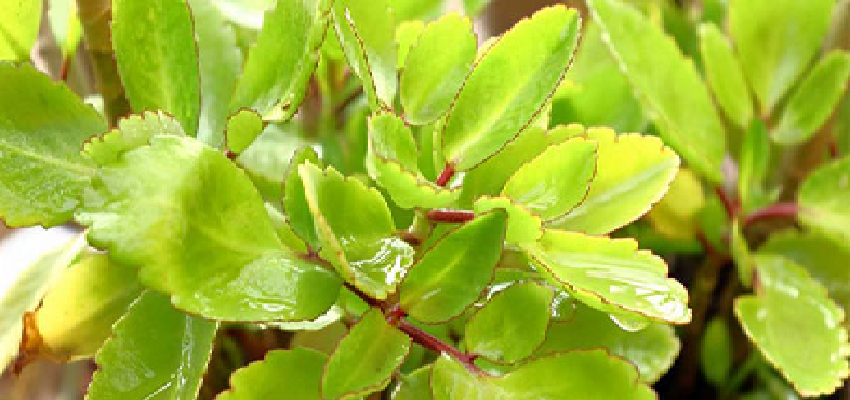 इस पौधे को उगाने के लिए नहीं पड़ती है बीज की जरूरत, इसे कहा जाता है दवाइयों का गुरु