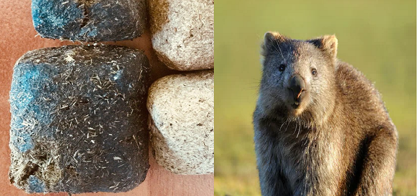 दुनिया का एकलौता जीव जिसका मल दिखाई देता है क्यूब की तरह, जानें वजह