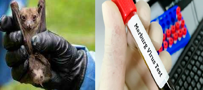 कोरोना के बाद इस वायरस ने मचाया हड़कंप, लोगों की बढ़ी चिंता