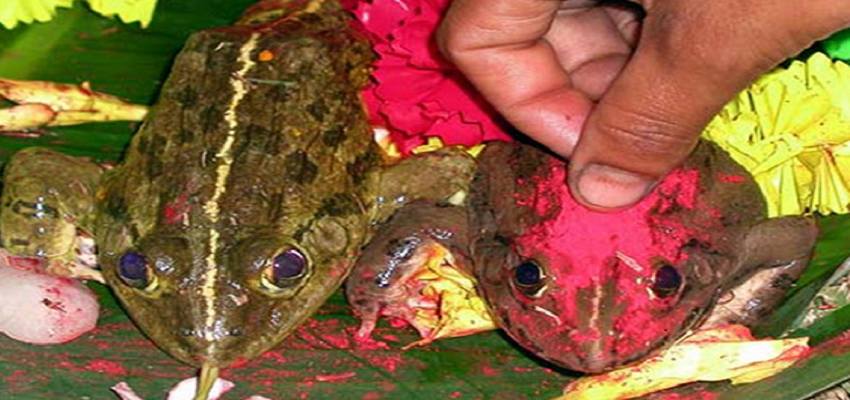 इस राज्य में की जाती है मेंढक-मेंढकी की शादी, वजह जानकर हो आएंगे हैरान