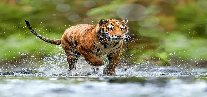 WORLD TIGER DAY 2022: क्यों विलुप्त हो रही है TIGER की प्रजातियां, जानें वजह