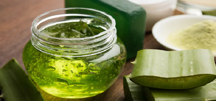 HEALTH TIPS: एलोवेरा से इन बीमारियों का किया जाता है इलाज, जानें कैसे