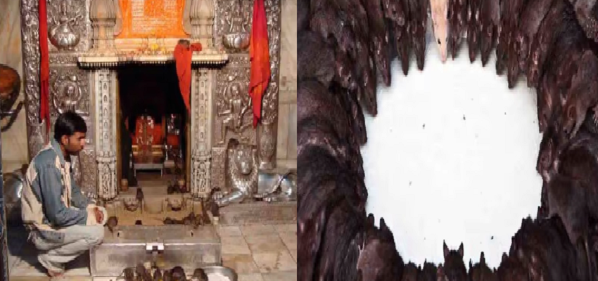 इस मंदिर में चूहे करते है लोगों की मनोकामना पूरी, जानें इसके पीछे का रहस्य