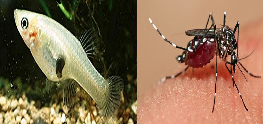 अब मच्छरों की खैर नहीं, यह मछली करेंगी डेंगू-मलेरिया का खात्मा
