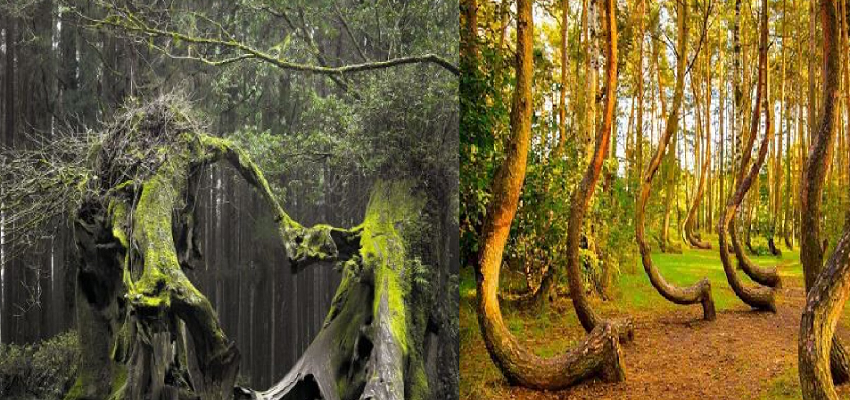 दुनिया का एकलौता जंगल जहां मिनटों में गायब हो गई 200 भेड़े! जानें इस रहस्यमय जंगल की अनसुनी बातें