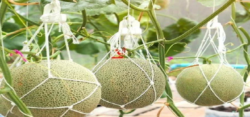 इस देश में बिकता है हीरे की कीमत जितना महंगा खरबूजा, कीमत जानकर रह जाएंगे दंग