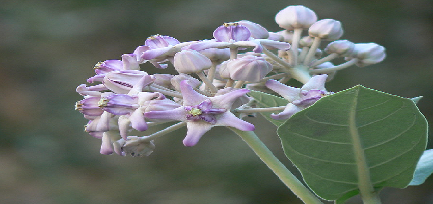 डायबिटीज के मरीजों के लिए रामबाण साबित हो सकता है यह पौधा, जानें कैसे