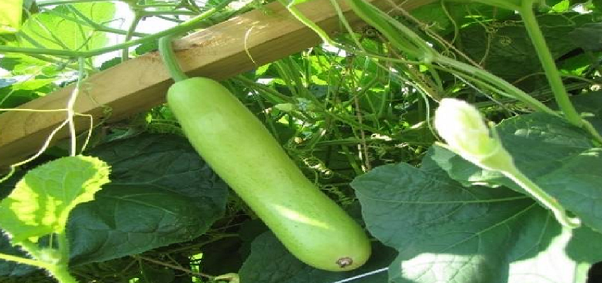 लौकी के छिलकों के जबरदस्त फायदे, इन बीमारियों से मिलेगी निजात