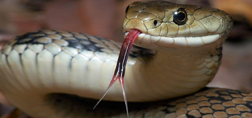 इस गांव में की जाती है कोबरा और अजगर जैसे जहरीले सांपों की खेती, वजह जानकर हो जाएंगे हैरान