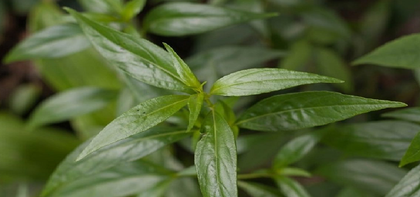 क्या है चिरायता? जिसके सेवन से होता है कई गंभीर बीमारियों का खात्मा