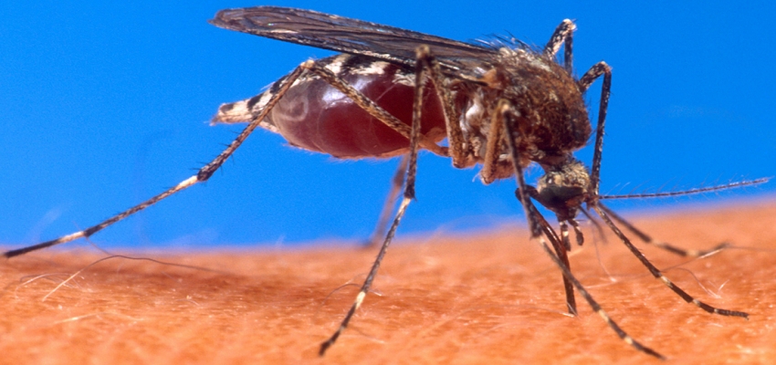 मानसूनी बारिश ने दिल्ली में बढ़ाया डेंगू और मलेरिया का खतरा, डॉक्टरों ने जारी किया अलर्ट