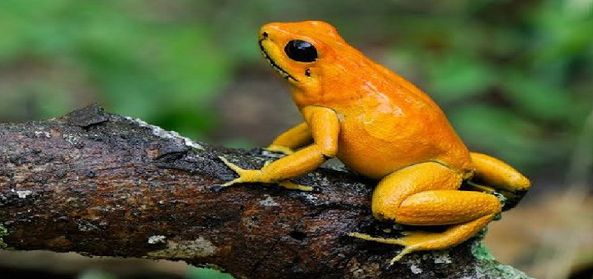 मेंढकों की घटती संख्या इंसानों के लिए बन सकती है खतरे की घंटी, जानें कैसे