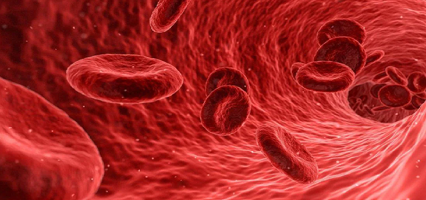 दुनिया का ऐसा जीव जिसके शरीर में पाया जाता है दो रंगों का खून!, जानें कहां पाए जाते है ये रहस्यमय जीव