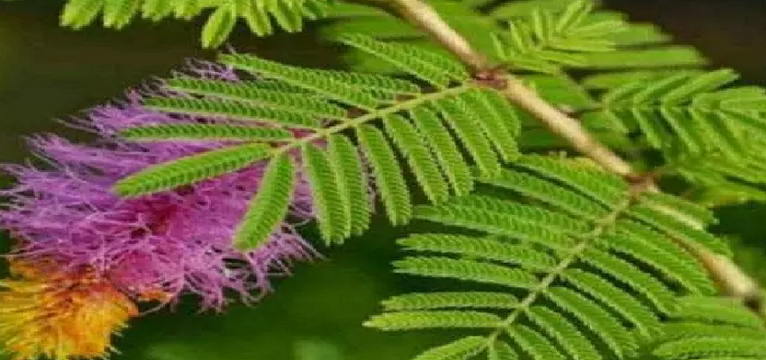 दशहरे के दिन क्याे किया जाता है शमी के पत्तों का लेन-देन, जानें इस पत्तियों का चमत्कारी महत्व