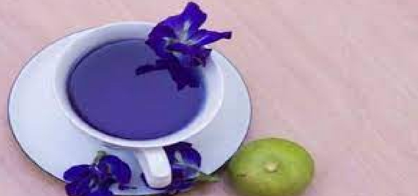 इन बीमारियों में रामबाण का काम करती है Blue Tea, इस तरह करें सेवन