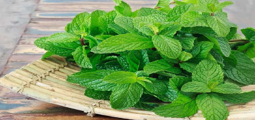 पुदीना के पत्तों से होते है चमत्कारी फायदे, जानें कैसे