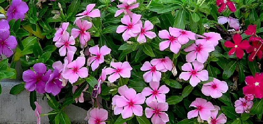 डायबिटीज रोगियों के लिए फायदेमंद है सदाबहार की पत्तियां, जानें इससे जुड़े चमत्कारी फायदे