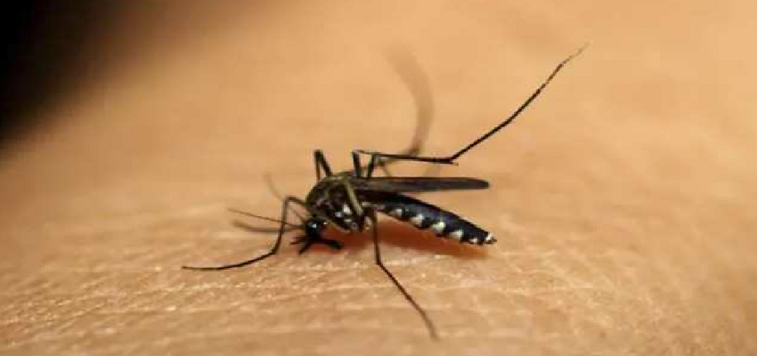 दिल्ली में बढ़ा डेंगू का कहर, अस्पतालों में 10-15 फीसद बेड को मरीजों के लिए किया गया आरक्षित