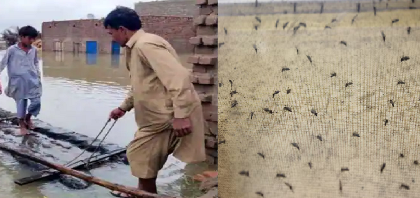 मच्छरों के आगे पाकिस्तान ने टेके घुटने, भारत से लगाई मदद की गुहार