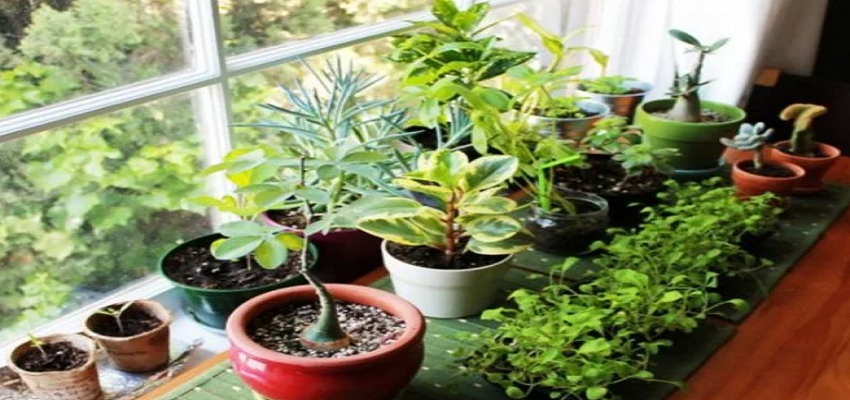 8 इनडोर पौधे जो स्वास्थ्य और कल्याण के लिए हो सकते हैं अच्छे, इस खबर में जानें सबकुछ