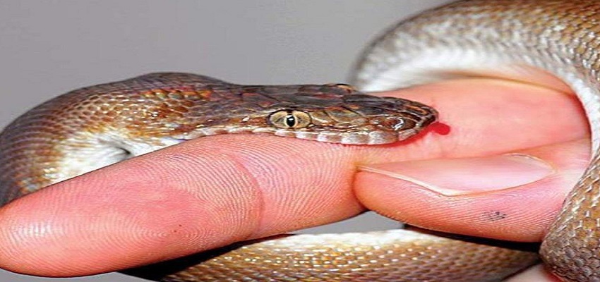 इंसानों को जिंदगी देने में कारगर साबित होता है सांप का जहर,  जानें कैेसे