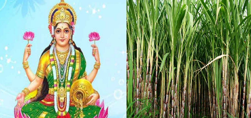गन्ने के बिना अधूरी मानी जाती है मां लक्ष्मी की आराधना, जानें क्यों