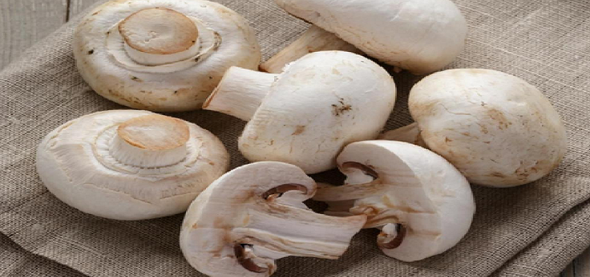 मशरूम के सेवन से होते है ये अनेकों फायदे, इन समस्याओं से मिलता है निजात