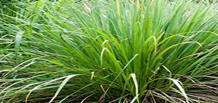 Health Tips: इस घास से कम हो सकता है आपको मोटापा,इस तरह करें इस्तेमाल