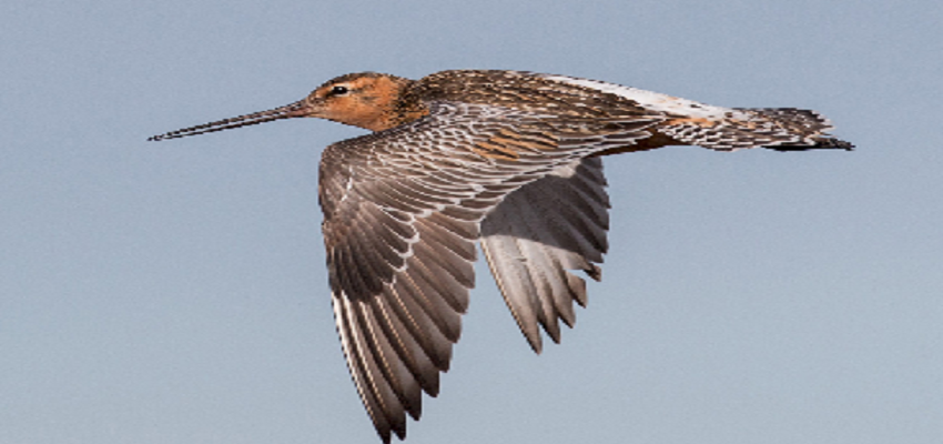 लगातार 11 दिनों की उड़ान...इस पक्षी के नाम दर्ज हुआ अनोखा वर्ल्ड रिकॉर्ड