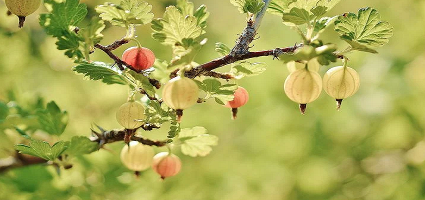 SuperFood: क्या आपकी भी होती है सर्दियों में जल्द तबीयत खराब? इन 5 चीजों के सेवन से मिलेगी आपको मदद