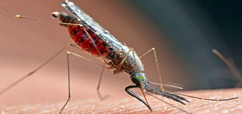 दिल्ली में बढ़ा डेंगू का डंक, इस तरह रखे खुद का ख्याल