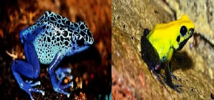 ये है दुनिया के सबसे खतरनाक मेंढक, कुछ ही मिनटों में ले सकते है 10 लोगों की जान