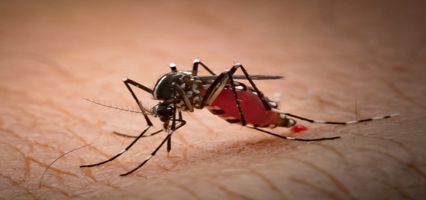 इन लोगों को सबसे ज्यादा काटते है मच्छर, जानें पसंदीदा शिकार की वजह