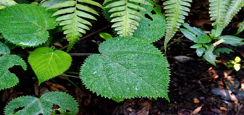 इस पौधे को माना जाता है दुनिया का सबसे खतरनाक पौधा, जानें इसकी वजह