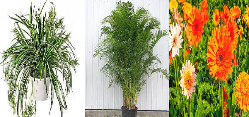 प्रदूषण से बचने में ये पौधे करेंगे आपकी सुरक्षा, जानें कैसे