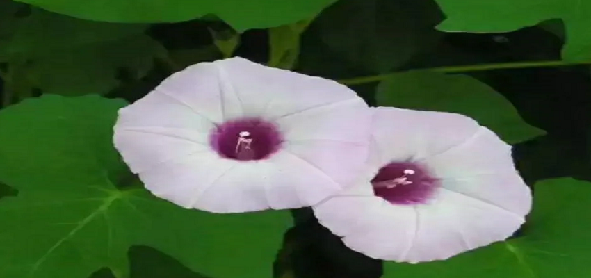 मनी प्लांट के अलावा इस पौधे से दूर करें अपनी आर्थिक तंगी