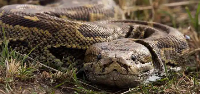 नीलांचल एक्सप्रेस में 28 दुर्लभ अजगर, मकड़ियों के साथ महिला यात्री गिरफ्तार, कीमत जान उड़ जाएंगे होश