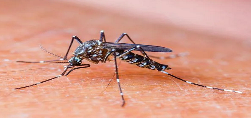 चिकनगुनिया के मामलों ने तोड़ा रिकॉर्ड, लगातार तेजी से बढ़ रहे हैं आंकड़े
