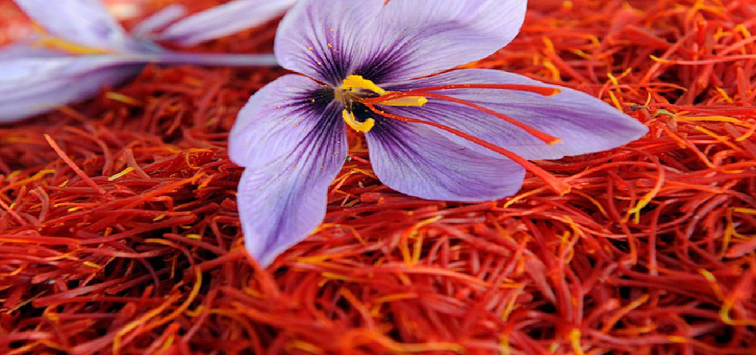 दूध में केसर मिलाकर पीने से मिलते है अनेकों फायदे, इन बीमारियों से मिलेगा छुटकारा