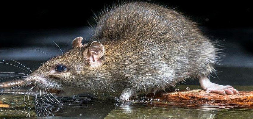 अजब-गजब: चूहे की हत्या पर दर्ज हुई FIR, हुआ पोस्टमार्टम