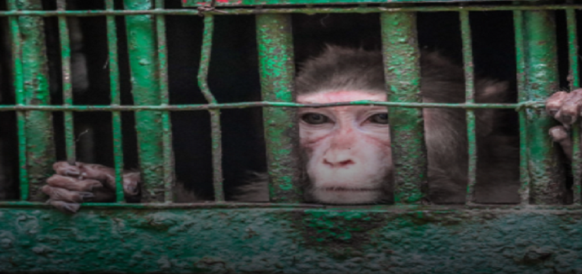 बंदर को मिली उम्रकैद की सजा, 250 से ज्यादा लोगों को कर चुका हैं घायल