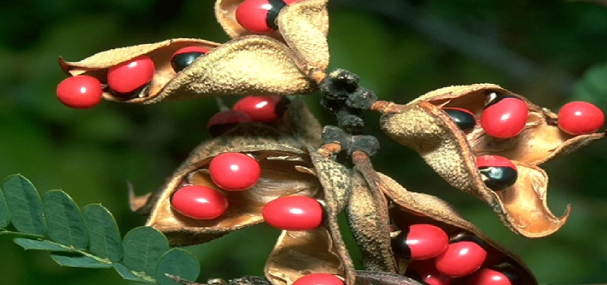 ऐसा जहरीला पौधा जो जान लेने के साथ देते हैं कई बीमारियों से छुटकारा