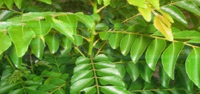 सुबह खाली पेट करी पत्ते के सेवन से होते हैं अनेक फायदे, बीमारियों को रखता है कोसों दूर