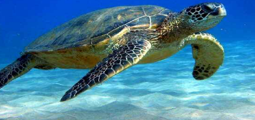 इस जगह मिला दुनिया का विशालकाय राक्षस, वैज्ञानिकों ने किया चौंकाने वाला खुलासा